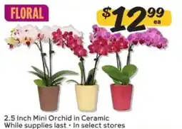Winn Dixie Floral 2.5 Inch Mini Orchid in Ceramic offer