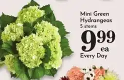 Pavilions Mini Green Hydrangeas offer