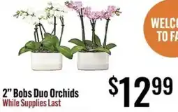 Jons International 2" Bobs Duo Orchids offer