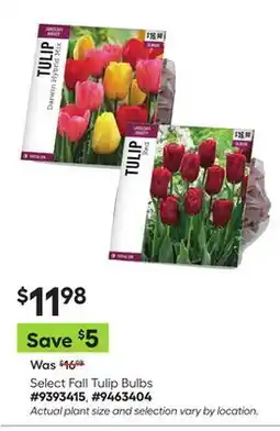 Lowe's Select Fall Tulip Bulbs offer