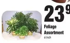 Sentry Foliage Assortment offer