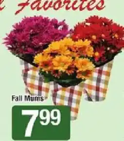 Shaw's Fall Mums offer
