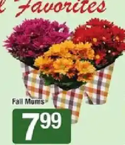 Star Market Fall Mums offer