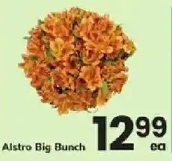 ACME Alstro Big Bunch offer