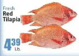 Key Food Fresh Red Tilapia offer