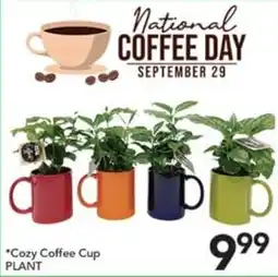 Pete's Fresh Market Cozy Coffee Cup Plant offer