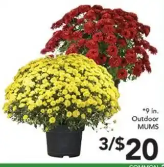 Pete's Fresh Market 9 in. Outdoor Mums offer