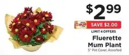 ShopRite Fluerette Mum Plant offer