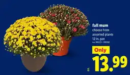 Lidl fall mum offer
