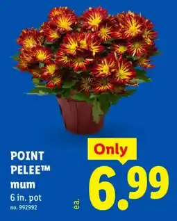 Lidl Point Pelee™ mum offer