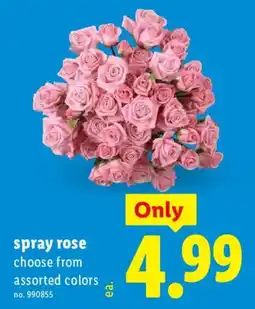 Lidl spray rose offer