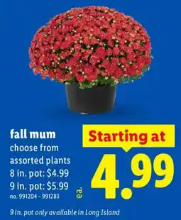 Lidl fall mum offer