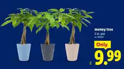 Lidl Money Tree offer