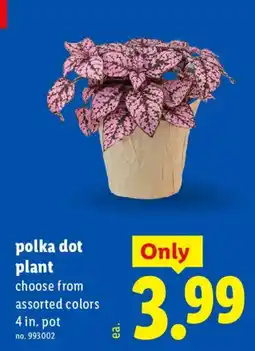 Lidl Polka Dot Plant offer
