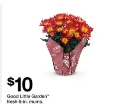 Target Good Little Garden fresh 6-in. mums offer