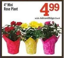 Price Chopper 4 Mini Rose Plant offer
