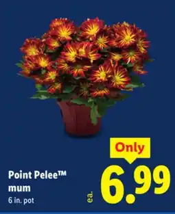 Lidl Point Pelee mum offer