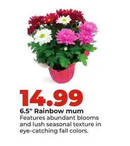 Hy-Vee 6.5 Rainbow mum offer
