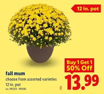 Lidl fall mum offer