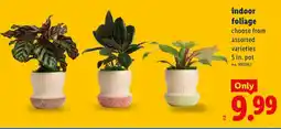 Lidl indoor foliage offer