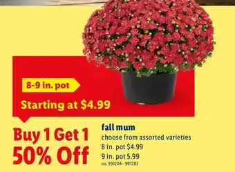 Lidl fall mum offer