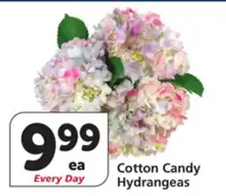 Albertsons Cotton Candy Hydrangeas offer