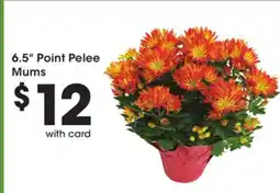 Mariano's 6.5 Point Pelee Mums offer