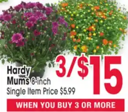 Jewel-Osco Hardy Mums offer