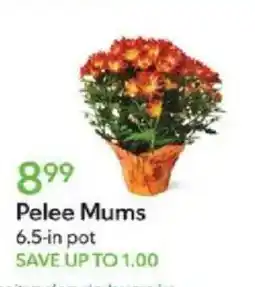 Publix Pelee Mums offer