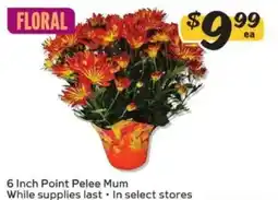 Winn Dixie 6 Inch Point Pelee Mum offer