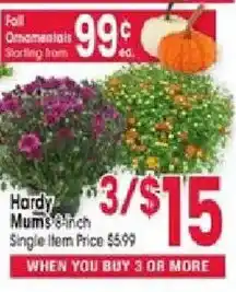 Jewel-Osco Hardy Mums 8-Inch offer