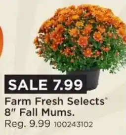 Mills Fleet Farm Farm Fresh Selects 8" Fall Mums offer