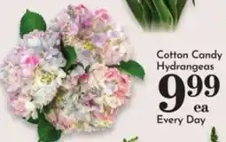 Pavilions Cotton Candy Hydrangeas offer