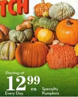 Pavilions Specialty Pumpkins offer