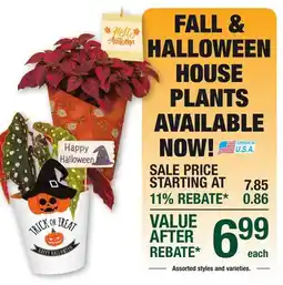 Menards FALL & HALLOWEEN HOUSE PLANTS offer