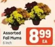 Tony’s Fresh Market Assorted Fall Mums offer
