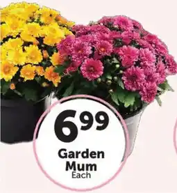 Food City Garden Mum offer