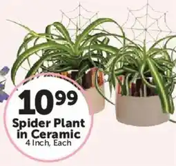 Food City Spider Plant in Ceramic offer