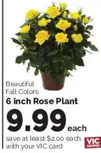 Harris Teeter 6 inch Rose Plant offer