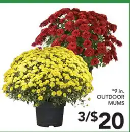 Pete's Fresh Market 9 in. OUTDOOR MUMS offer