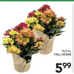 Pete's Fresh Market 4.5 in. FALL MUMS offer