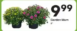 Coborn's Garden Mum offer