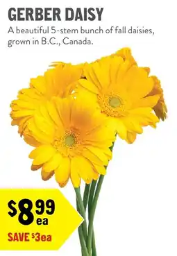New Seasons Market Gerber daisy offer