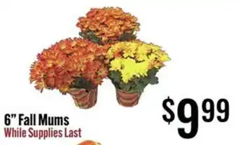 6" Fall Mums