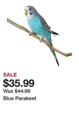 Petsmart Blue Parakeet offer