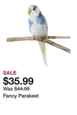 Petsmart Fancy Parakeet offer