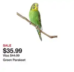 Petsmart Green Parakeet offer