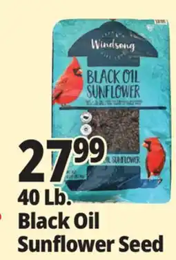 Ocean State Job Lot 40 Lb. Black Oil Sunflower Seed offer
