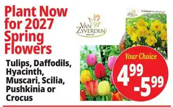 Ocean State Job Lot Tulips, Daffodils, Hyacinth, Muscari, Scilia, Pushkinia or Crocus offer