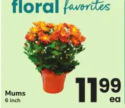 ACME Mums offer